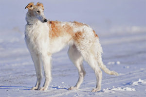  Russian Borzoi