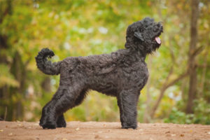  Siyah Rus Terrier