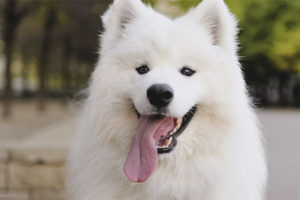  Samoyedo como