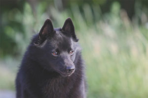  Schipperke