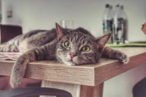  ¿Cuánto puede vivir un gato sin agua ni comida?