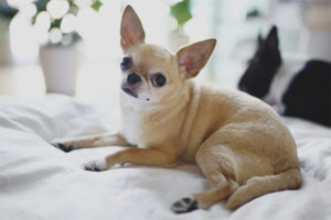  Chihuahua pes