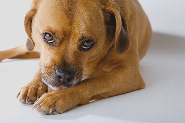 Một con chó liếm bàn chân của nó: tại sao và phải làm gì?
