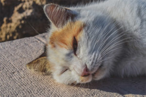  Golpe de calor en los gatos