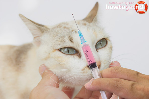  العلاج لمرض chumka في القطط