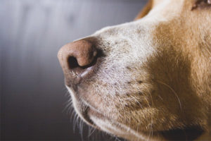  Köpek kuru bir burnu var