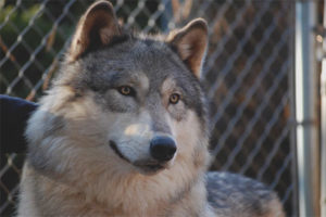 Volkosob - description of the breed and character of the dog