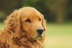  Retriever dourado