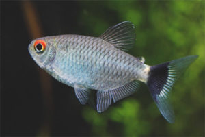  Акваріумна рибка Филомена