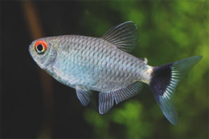  Philomena aquarium fish