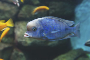  Poisson d'aquarium Blue Dolphin