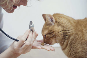  Alergias a la comida para gatos