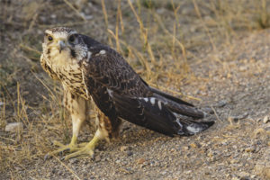  Saker Falcon