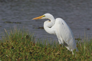  Garza blanca