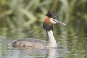  Großer Grebe