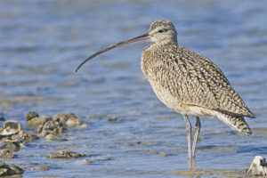  Curlew