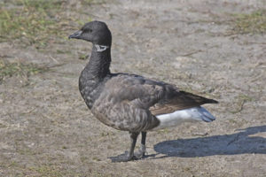  Brant negro