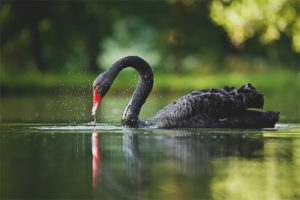  Cisne negro