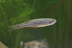  Danio rerio