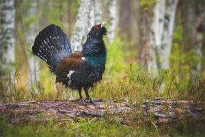  Wood grouse