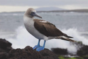  Piquero de patas azules