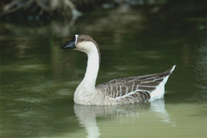  Goose sukhonos