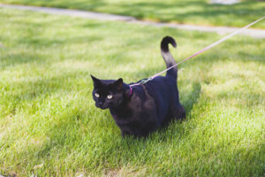  Cómo enseñar a un gato a una correa