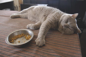  El gato no come después de dar a luz.