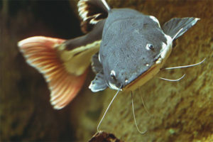  Redtail catfish