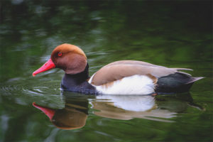  Red-crested Pochard