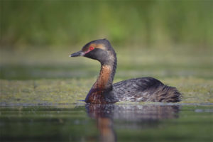  Grebe de cuello rojo