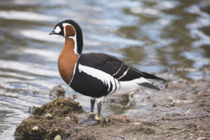  Red-breasted Goose