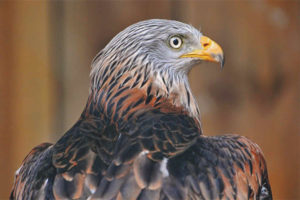  Red Kite