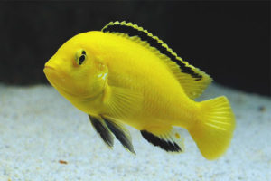  Labidochromis الأصفر