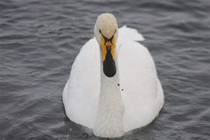  Whooper Schwan