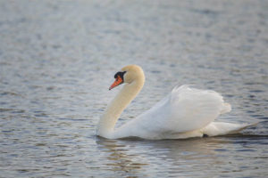  Höckerschwan