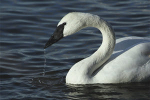  Trumpeter-Schwan