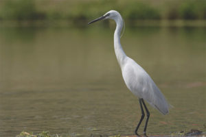  Petite aigrette