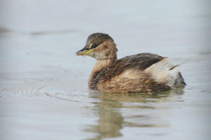  Pequeño grebe