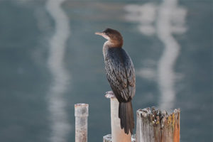  Pequeño cormorán