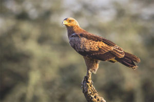  Águila moteada menor