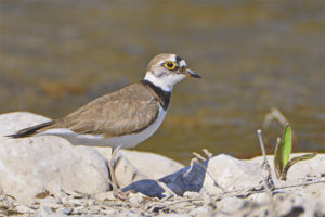  Little plover