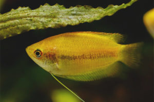  Honey gourami