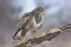  Mga Karaniwang Buzzard