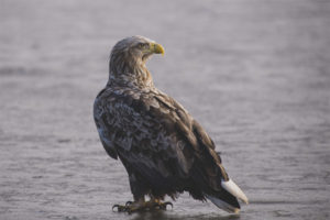  White-tailed eagle