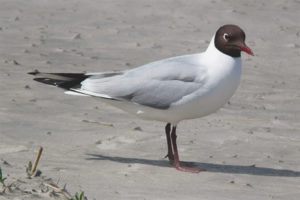  Gaviota de cabeza negra