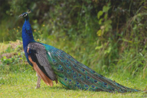  Karaniwang Peacock