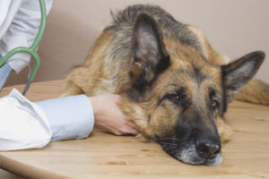  Lebensmittelvergiftung bei Hunden