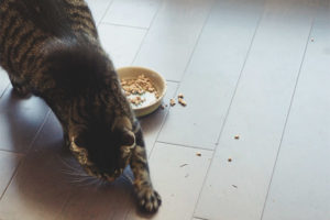  ¿Por qué un gato o un gato cava en la comida?