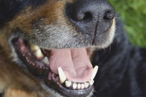  لماذا رائحة الكلب فاسدة من الفم